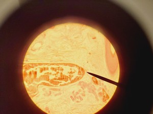 Thumbnail image of Olympus CH-2 CHS Microscope with 4 x Objectives SPlan A4 FLU Lab