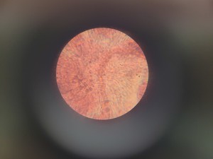 Thumbnail image of Wild Heerbrugg Switzerland Microscope M11-60289  36633 & Accessories Lab