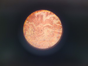 Thumbnail image of Wild Heerbrugg Switzerland Microscope M11-60289  36633 & Accessories Lab