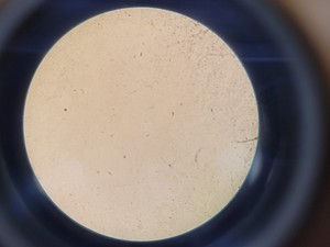 Thumbnail image of Wild Heerbrugg Switzerland Microscope M11-60289  36633 & Accessories Lab