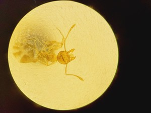 Thumbnail image of Nikon Eclipse TE200 Inverted Microscope & Power Supply Lab