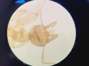 Thumbnail image of Nikon Eclipse TE200 Inverted Microscope & Power Supply Lab