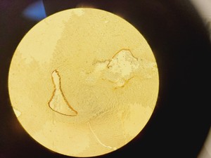 Thumbnail image of Nikon Eclipse TE200 Inverted Microscope & Power Supply Lab