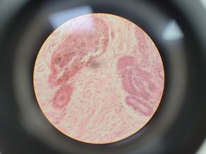 Thumbnail image of Ceti TC-100 Inverted Fluorescence Microscope  Model: Inverso 3650.000 Lab