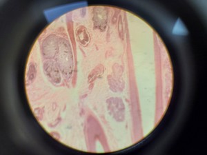 Thumbnail image of Ceti TC-100 Inverted Fluorescence Microscope  Model: Inverso 3650.000 Lab