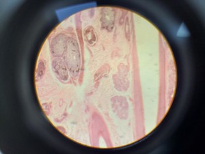 Thumbnail image of Ceti TC-100 Inverted Fluorescence Microscope  Model: Inverso 3650.000 Lab