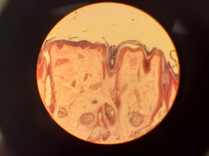 Thumbnail image of Ceti TC-100 Inverso 3650.000 Inverted Fluorescence Microscope Lab
