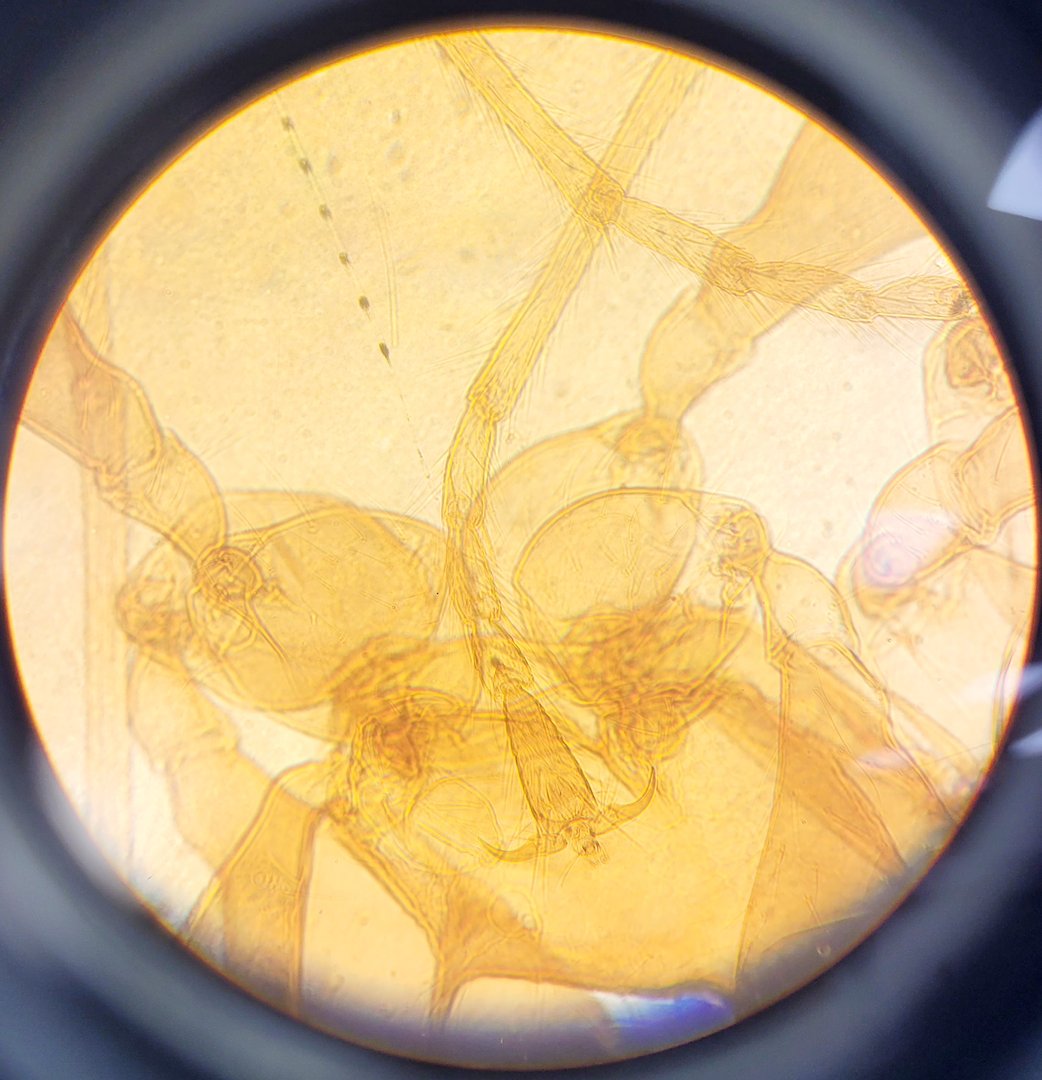Image of Ceti TC-100 Model: Inverso 3650.000 Inverted Fluorescence Microscope  Lab