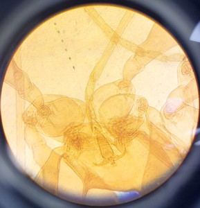 Thumbnail image of Ceti TC-100 Model: Inverso 3650.000 Inverted Fluorescence Microscope  Lab