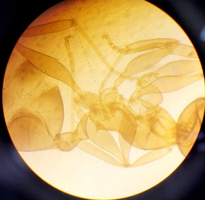 Thumbnail image of Ceti TC-100 Model: Inverso 3650.000 Inverted Fluorescence Microscope  Lab