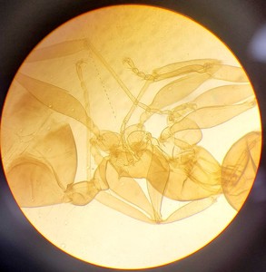 Thumbnail image of Ceti TC-100 Model: Inverso 3650.000 Inverted Fluorescence Microscope  Lab