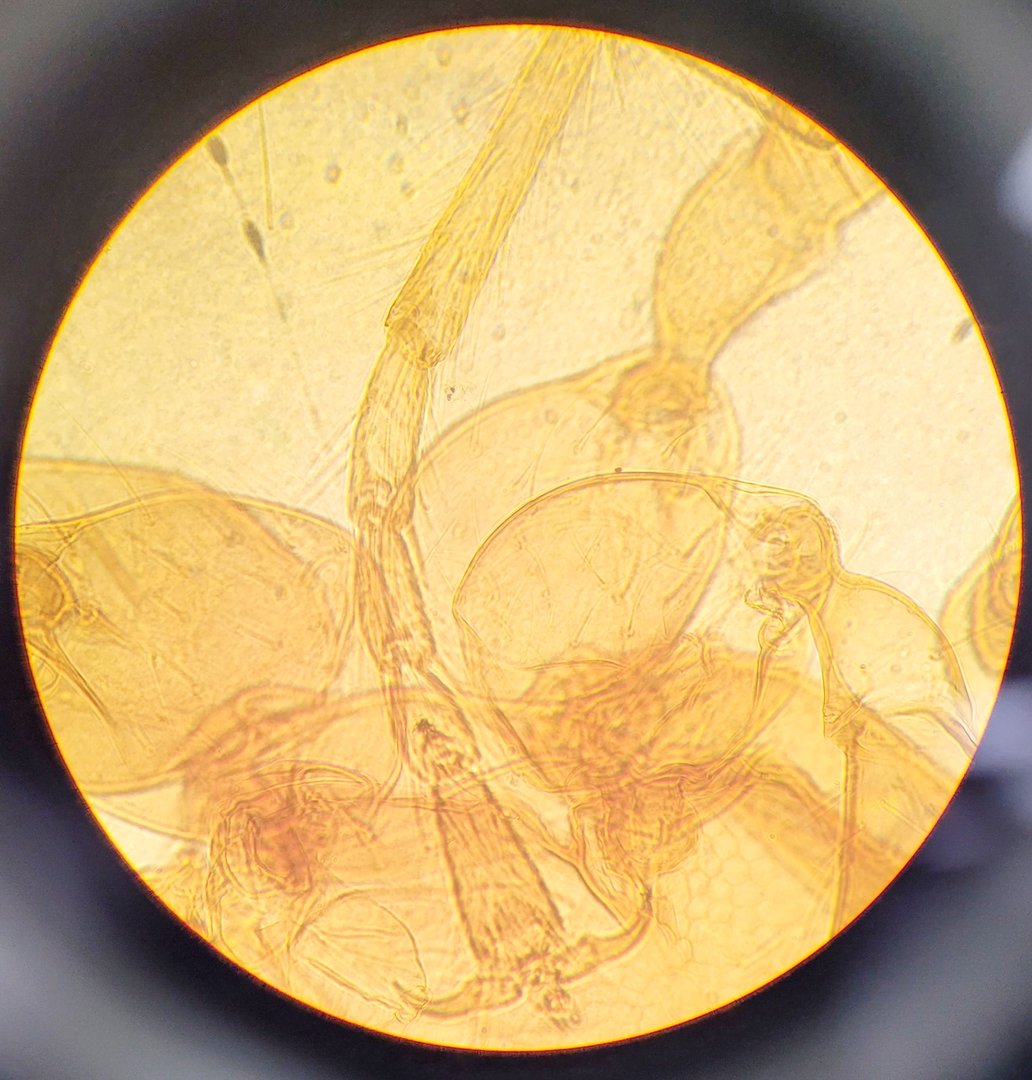 Image of Ceti TC-100 Model: Inverso 3650.000 Inverted Fluorescence Microscope  Lab