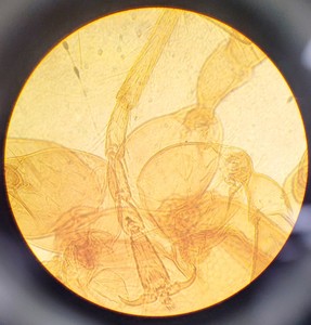 Thumbnail image of Ceti TC-100 Model: Inverso 3650.000 Inverted Fluorescence Microscope  Lab