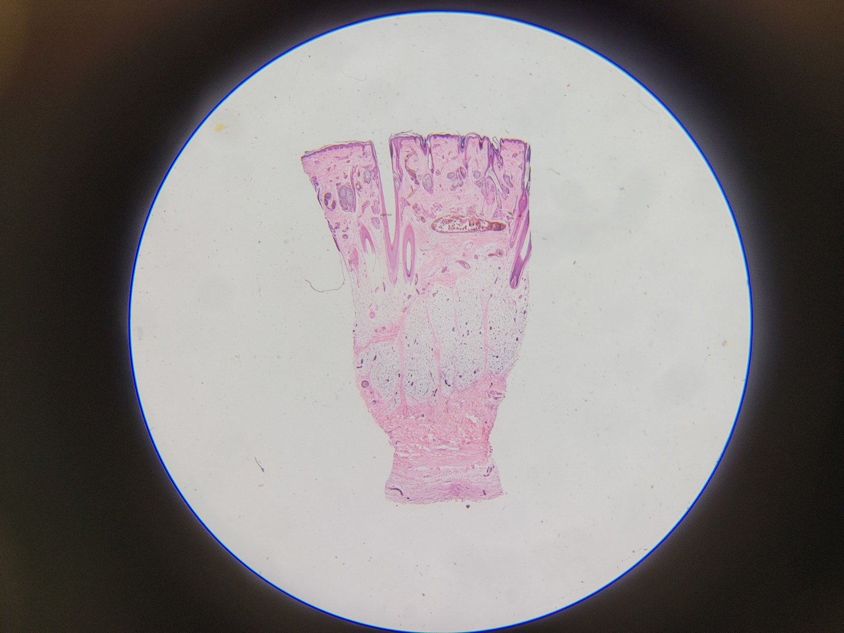 Image of Olympus SZ Stereo Zoom Microscope  Model: SZ2-ILST Lab