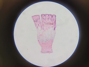 Thumbnail image of Olympus SZ Stereo Zoom Microscope  Model: SZ2-ILST Lab