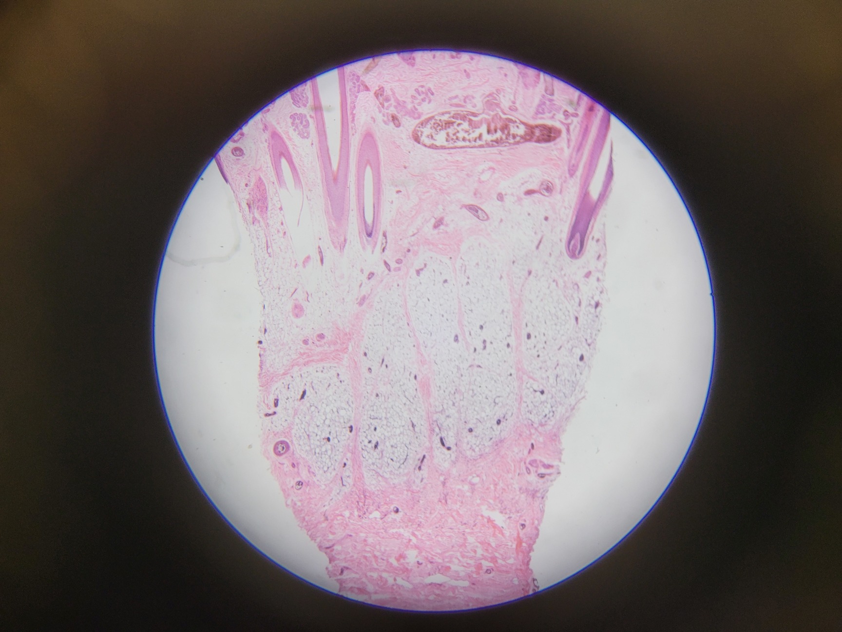 Image of Olympus SZ Stereo Zoom Microscope  Model: SZ2-ILST Lab