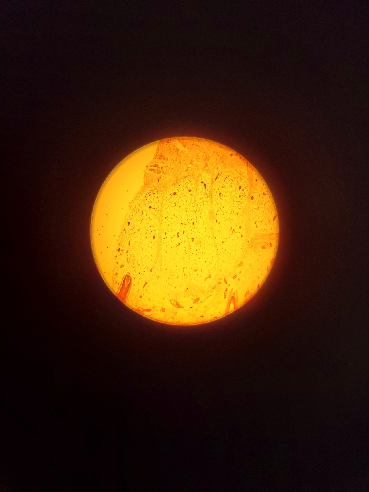 Image of Olympus CH20 Compound Microscope  Model: CH20BIMF200 with 2 x Objectives Lab