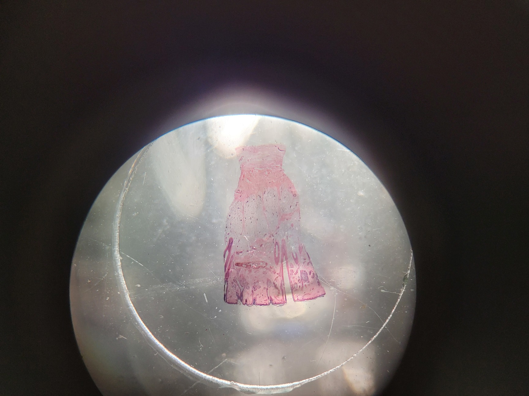 Image of Kyowa Optical Stereo Zoom Microscope  Model: SE-L Lab