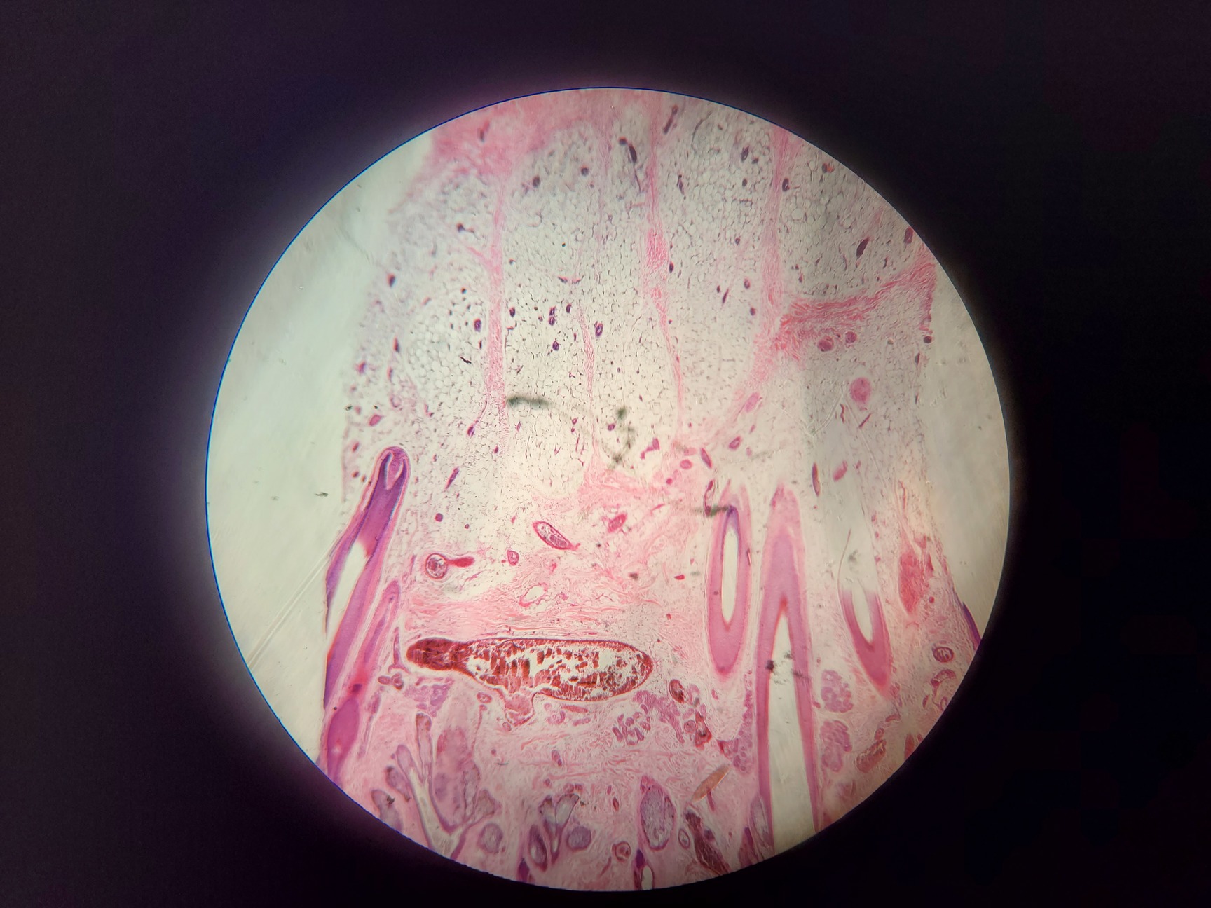 Image of Kyowa Optical Stereo Zoom Microscope Model: SE-L - 3x, 1x Lab