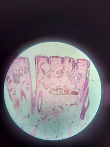 Thumbnail image of Kyowa Optical 1x, 3x, Stereo Zoom Microscope  Model: SE-L Lab