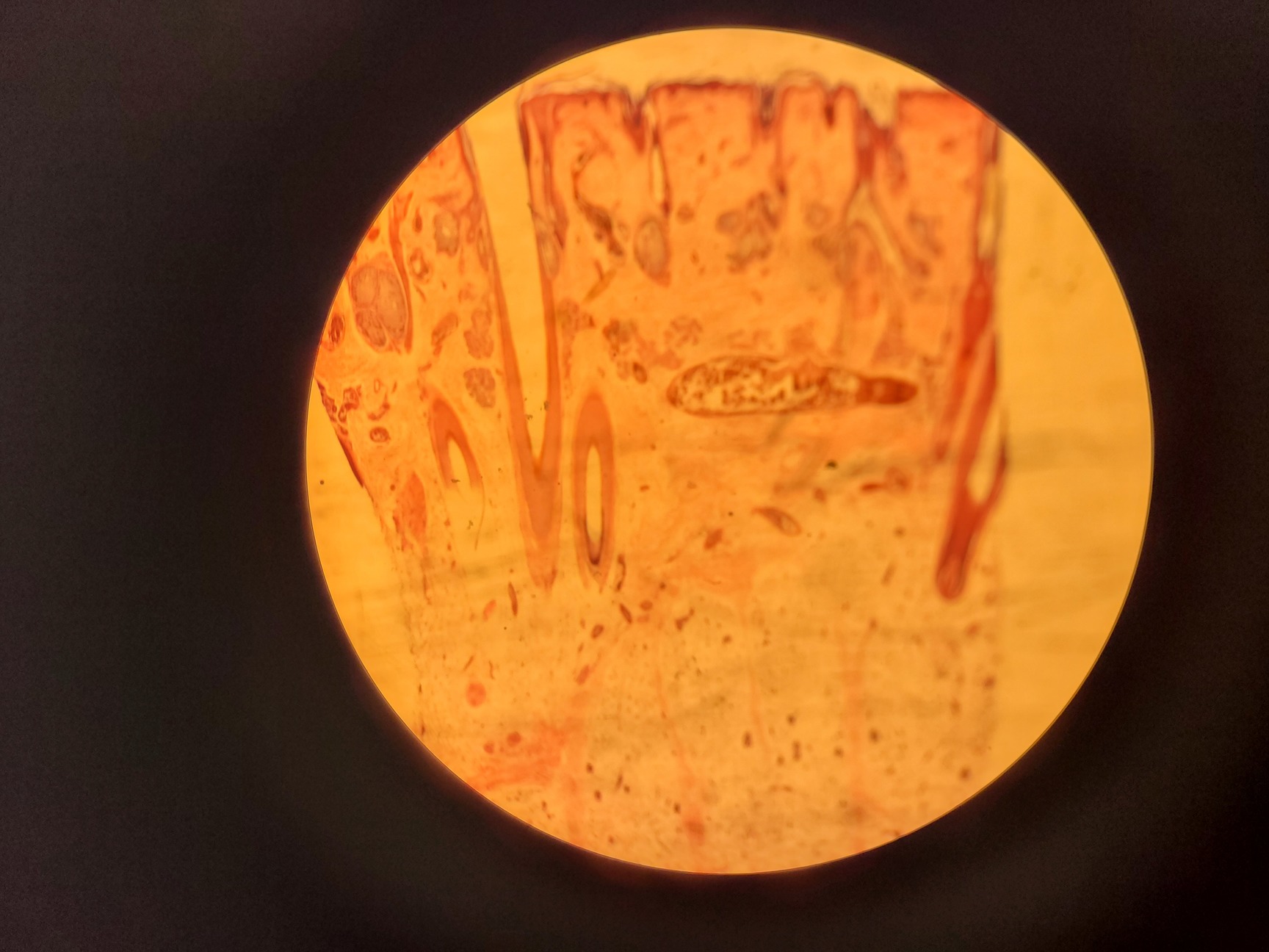 Image of Meiji Techno Stereo Zoom Microscope Model SKT Lab