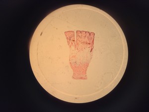 Thumbnail image of Meiji Techno Microscope  Model SKT 1x, 3x Stereo Zoom Lab