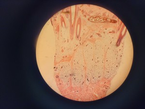 Thumbnail image of Meiji Techno Microscope  Model SKT 1x, 3x Stereo Zoom Lab