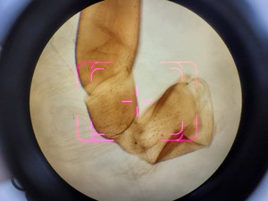 Thumbnail image of Carl Zeiss AxioPlan 2 Fluorescence Phase Contrast Microscope w/ 1 x Objective