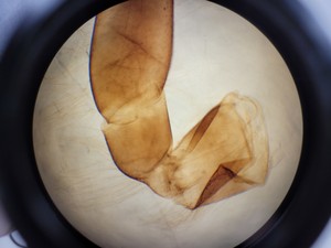 Thumbnail image of Carl Zeiss AxioPlan 2 Fluorescence Phase Contrast Microscope w/ 1 x Objective
