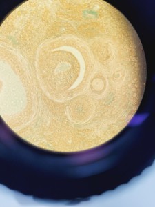 Thumbnail image of Nikon Eclipse TE300 Microscope Inverted Fluorescence Microscope Lab Faulty