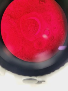 Thumbnail image of Nikon Eclipse TE300 Microscope Inverted Fluorescence Microscope Lab Faulty