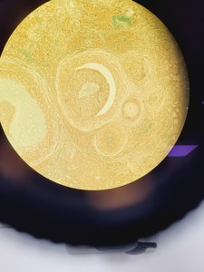 Thumbnail image of Nikon Eclipse TE300 Microscope Inverted Fluorescence Microscope Lab Faulty