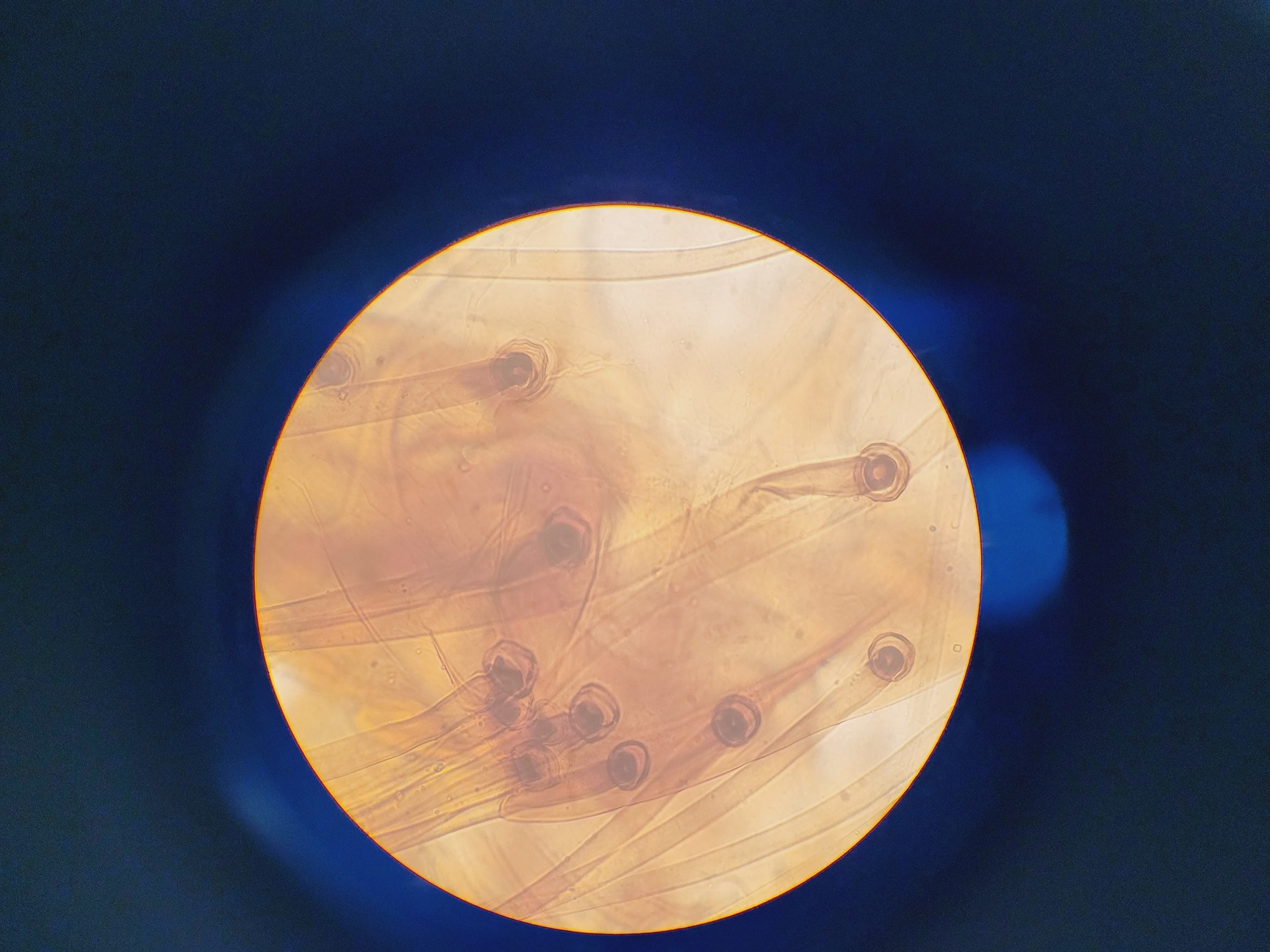 Image of Kyowa Tokyo Compound Microscope with 4 x Objectives PL 20 Para Phase Lab