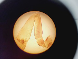 Thumbnail image of Kyowa Tokyo Compound Microscope with 4 x Objectives PL 20 Para Phase Lab