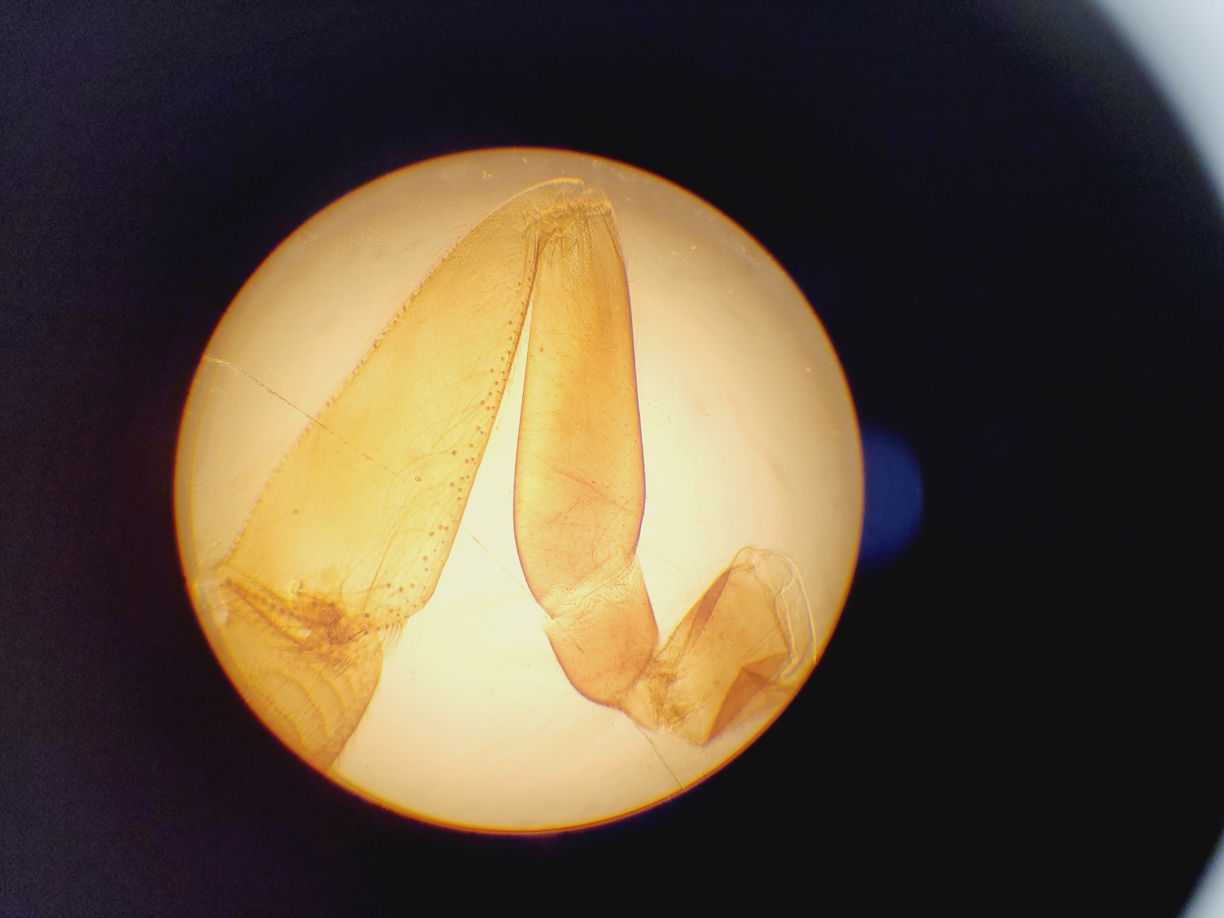Image of Kyowa Tokyo Compound Microscope with 4 x Objectives PL 20 Para Phase Lab