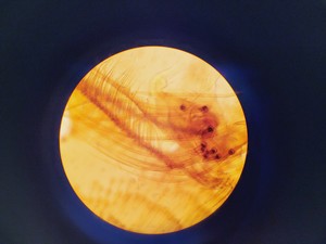 Thumbnail image of Kyowa Tokyo Compound Microscope with 4 x Objectives PL 20 Para Phase Lab