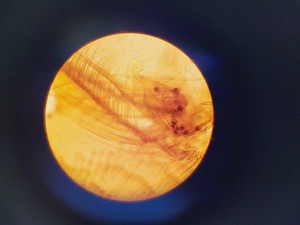 Thumbnail image of Kyowa Tokyo Compound Microscope with 4 x Objectives PL 20 Para Phase Lab
