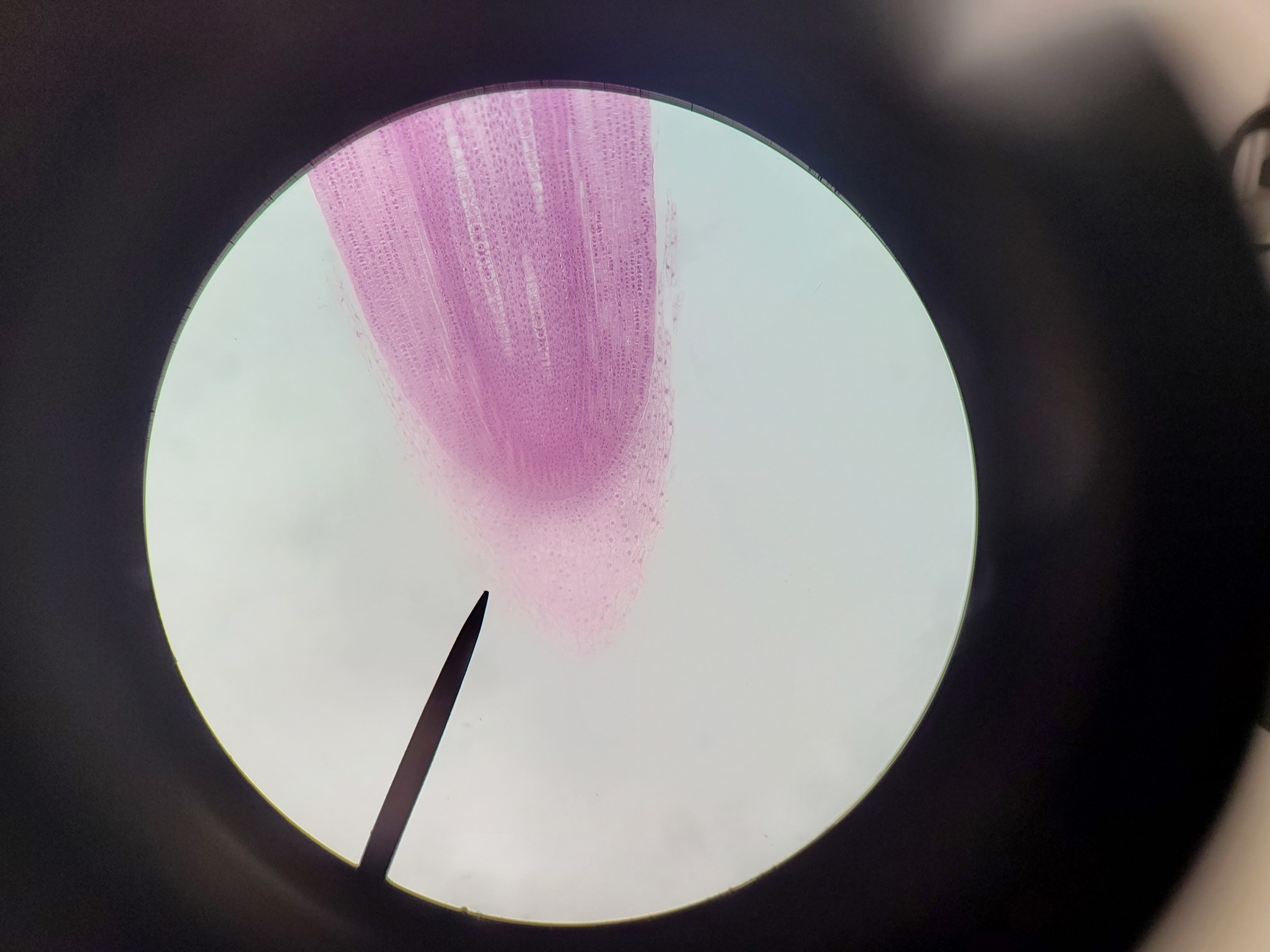 Image of Leica ATC 2000 Compound Microscope with 4 x Achromatic Objectives Lab