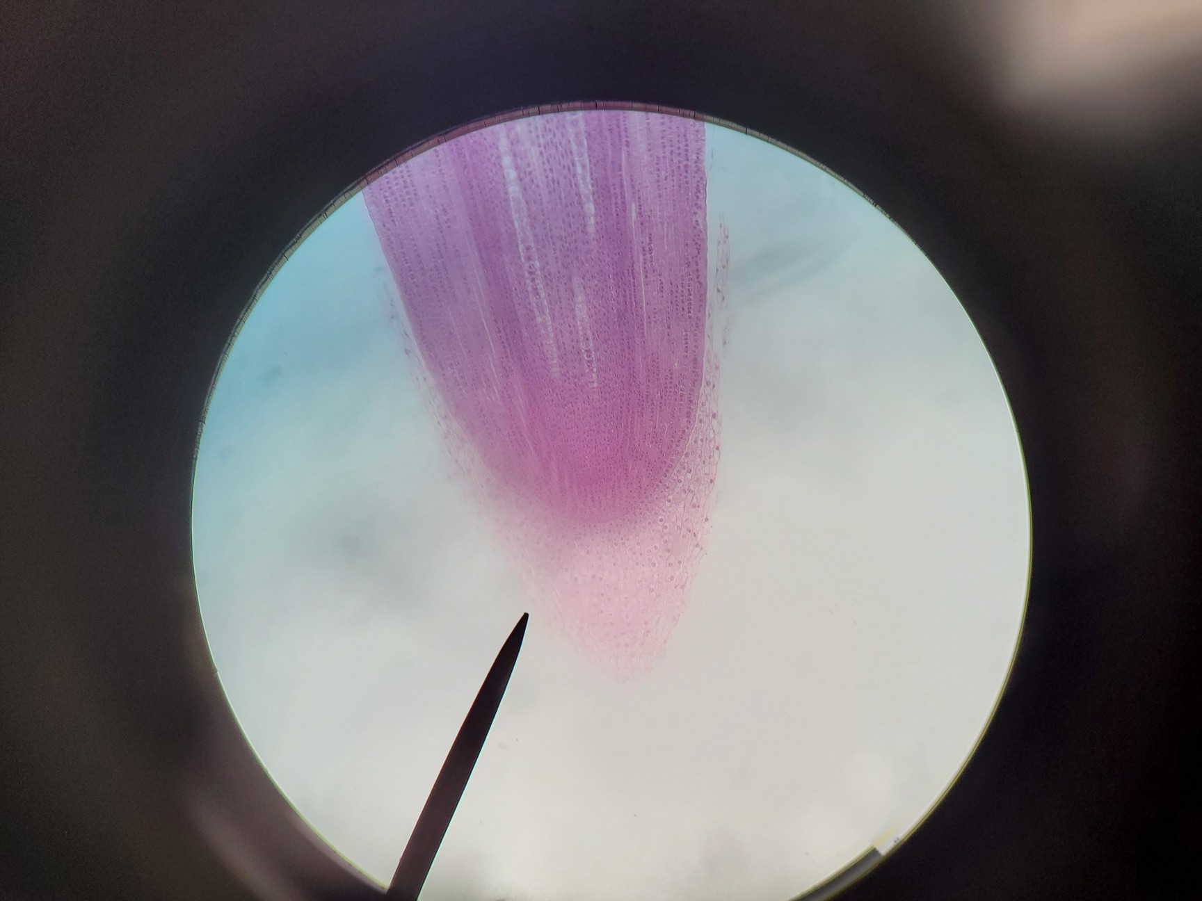Image of Leica ATC 2000 Compound Microscope with 4 x Achromatic Objectives Lab