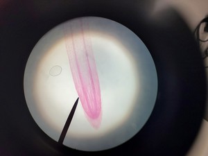 Thumbnail image of Leica ATC 2000 Compound Microscope with 4 x Achromatic Objectives Lab