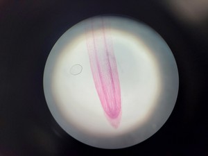 Thumbnail image of Leica ATC 2000 Compound Microscope with 4 x Achromatic Objectives Lab