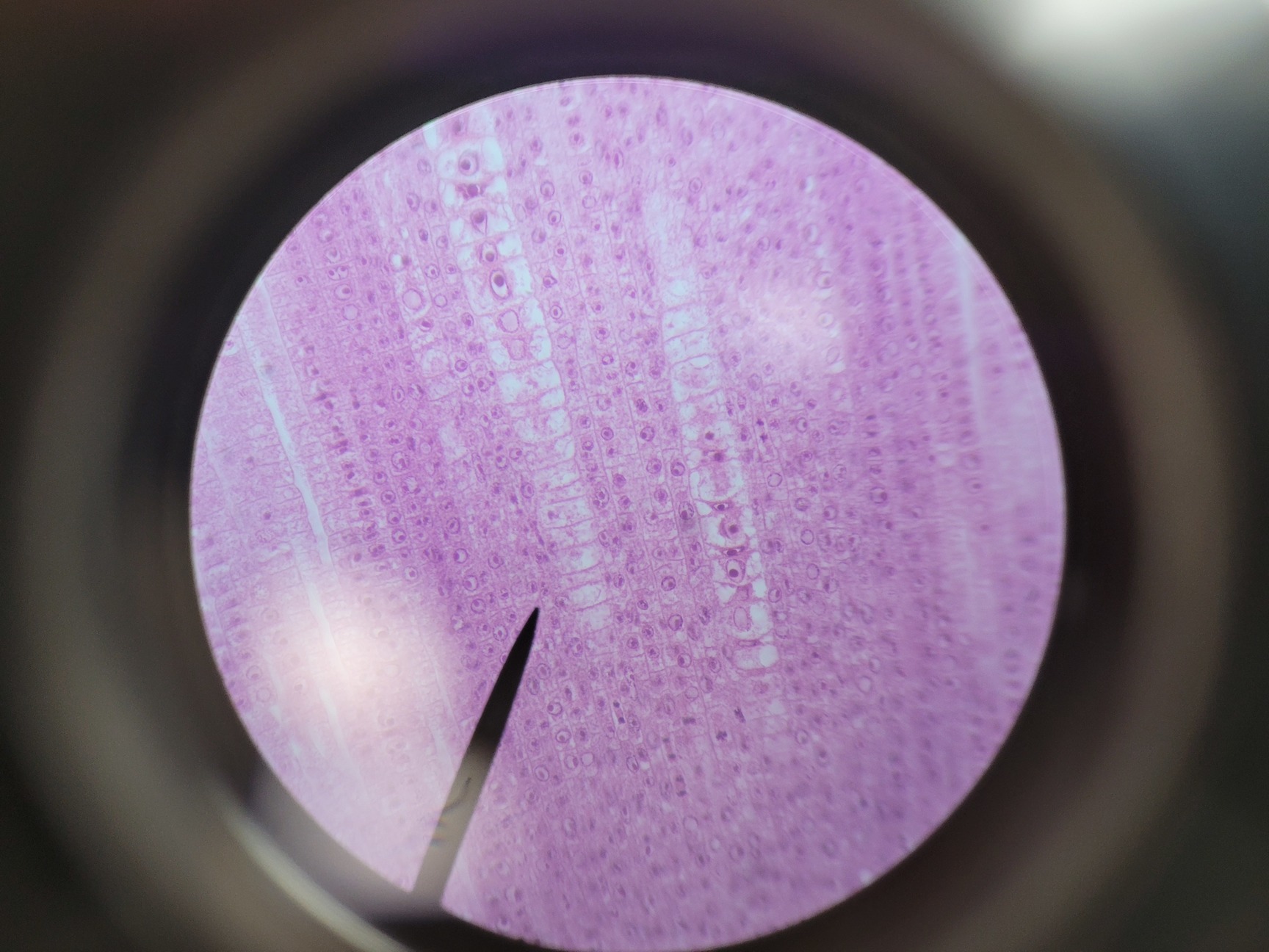 Image of Leica ATC 2000 Compound Microscope with 4 x Achromatic Objectives Lab