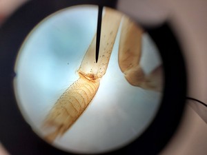Thumbnail image of Leica Model ATC 2000 Compound Microscope with 4 x Achromatic Objectives Lab