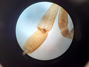 Thumbnail image of Leica Model ATC 2000 Compound Microscope with 4 x Achromatic Objectives Lab