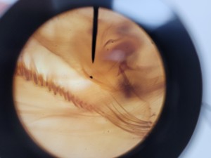 Thumbnail image of Leica Model ATC 2000 Compound Microscope with 4 x Achromatic Objectives Lab