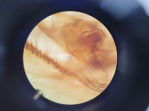 Thumbnail image of Leica Model ATC 2000 Compound Microscope with 4 x Achromatic Objectives Lab