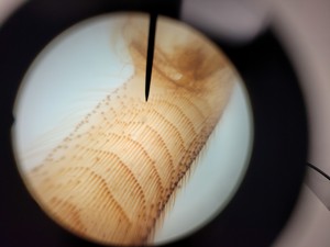 Thumbnail image of Leica Model ATC 2000 Compound Microscope with 4 x Achromatic Objectives Lab