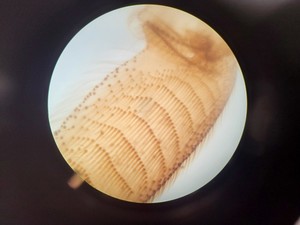 Thumbnail image of Leica Model ATC 2000 Compound Microscope with 4 x Achromatic Objectives Lab