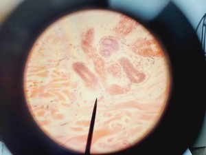Thumbnail image of Leica Model ATC 2000 Microscope w/ 4 x Achromatic Objectives Lab