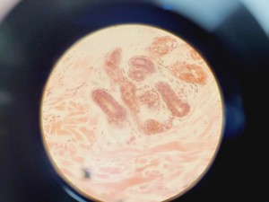 Thumbnail image of Leica Model ATC 2000 Microscope w/ 4 x Achromatic Objectives Lab